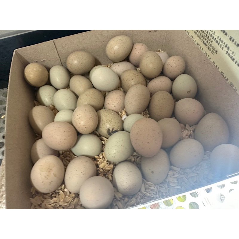 （一組5顆）盧丁雞受精蛋  迷你雞種蛋  最小的雞  可以孵化小小雞