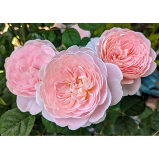 玫瑰花🌹英國玫瑰.瑞典女王.瑞典皇后玫瑰花🌹使用玫瑰專用土.英國玫瑰