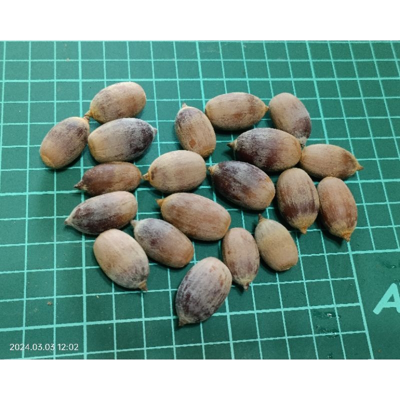 捲斗櫟-種植用種子，無帽
