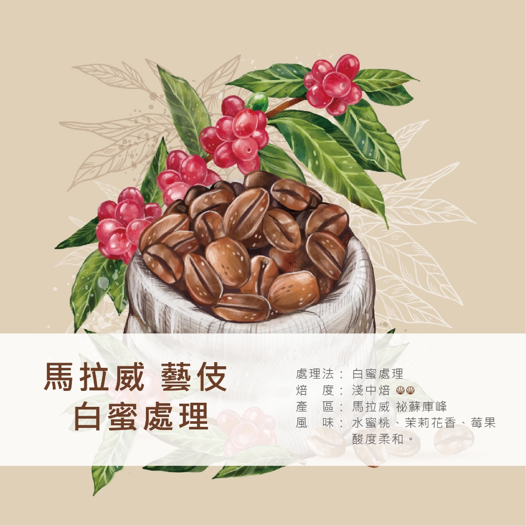 ☕️坡心咖啡☕️｜馬拉威 藝妓｜咖啡豆 半磅 淺中焙〔接單新鮮烘焙〕🎁送禮💗自喝