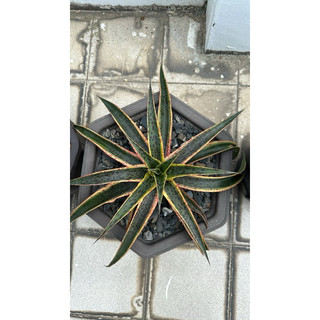 拓根植栽 萬花筒 Kaleidoscope Mangave Agave 龍舌蘭