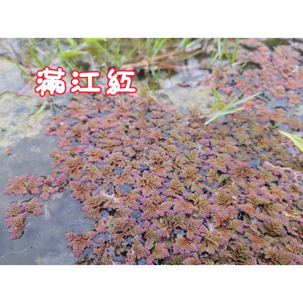 【水畝田】  滿江紅(漂浮系 水生植物)