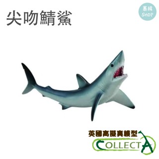 collectA 尖吻鯖鯊 英國高擬真模型