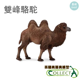 collectA 雙峰駱駝 英國高擬真模型