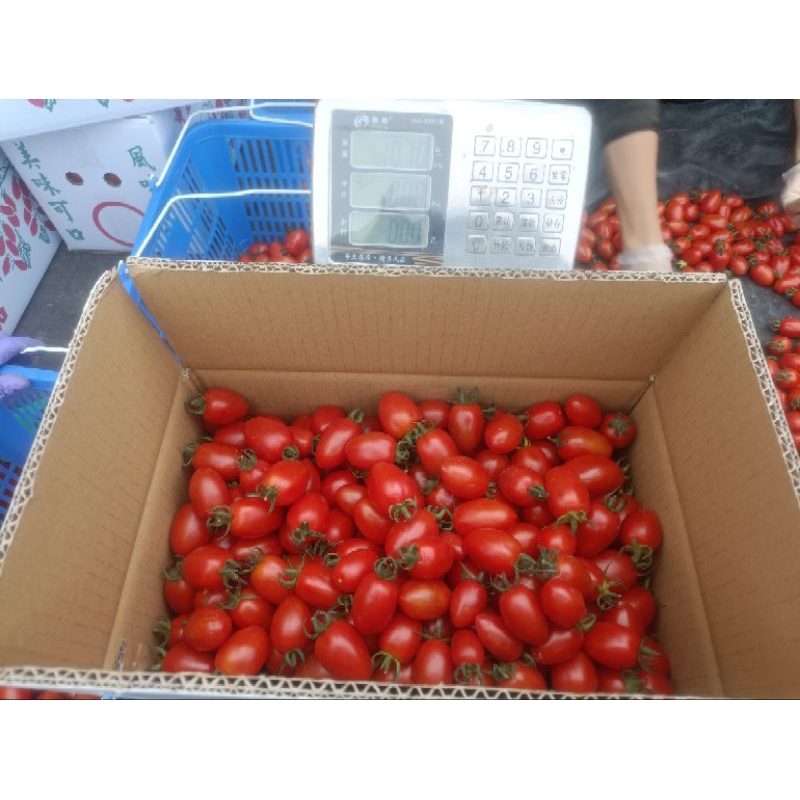 2024年 📢採收期結束(4/21)✨感謝支持 🍅聖英小番茄🍅 10kg(≈17台斤）