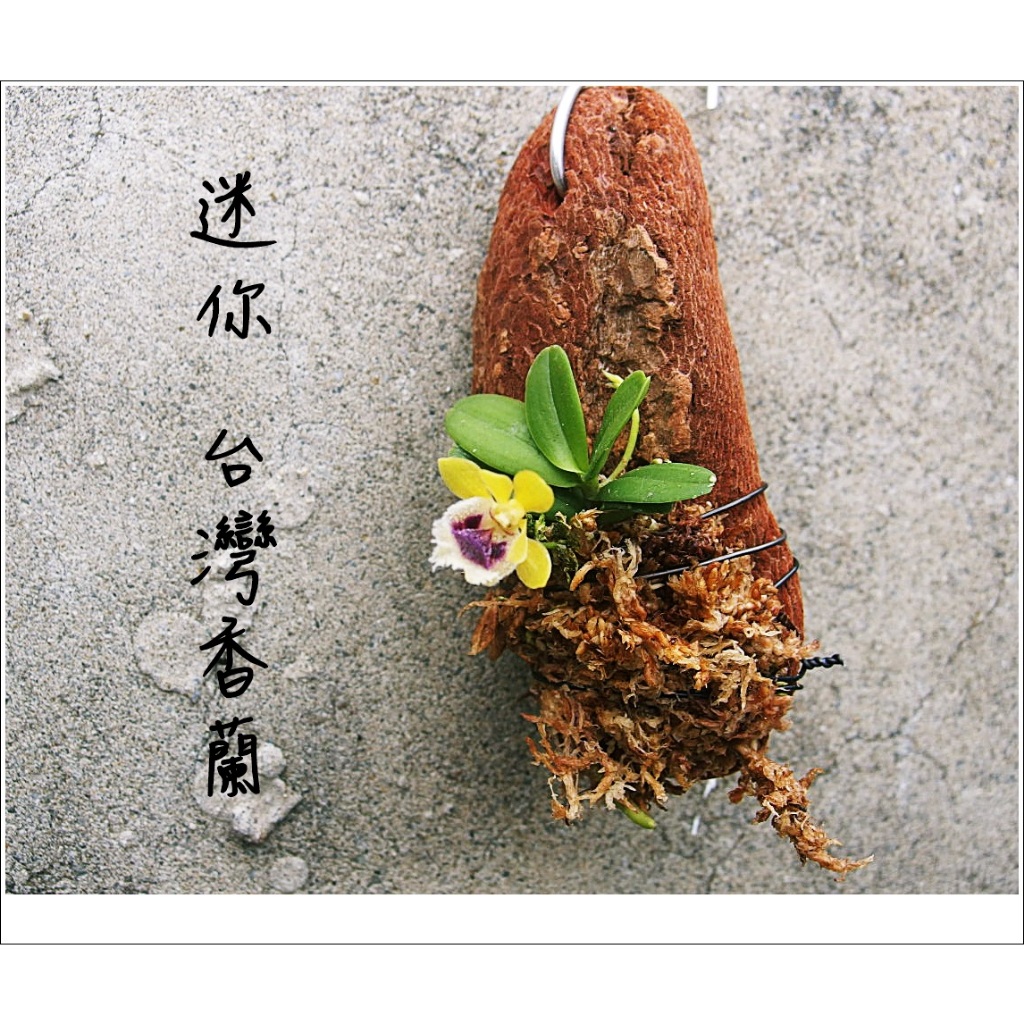 &lt;美心花園&gt; 台灣香蘭 台灣特有種 超迷你 整年會開花 (蘭花，鹿角蕨，石斛蘭，蝴蝶蘭，上板植物)生態缸 生態瓶