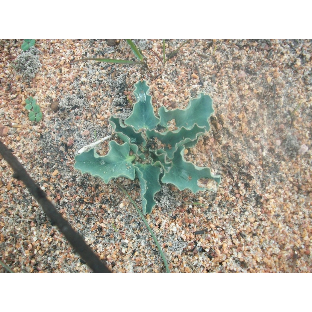 Euphorbia tuberosa 結節麒麟 大戟 塊根 多肉