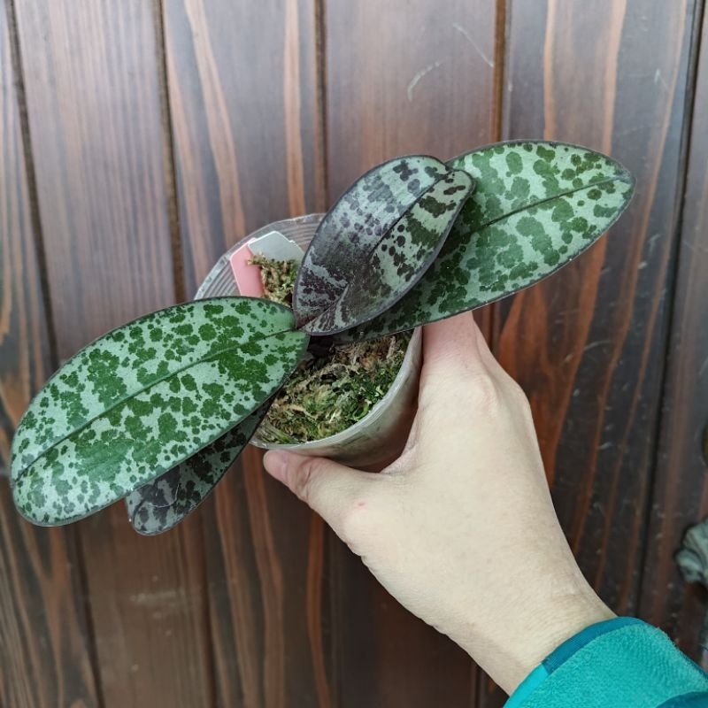 西蕾麗"粉蝶"Phal.  schilleriana”Pink Butterfly “ AM/AOS 西蕾麗知名個體