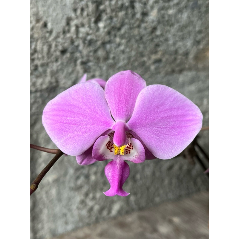 Phal.schilleriana (編號X)