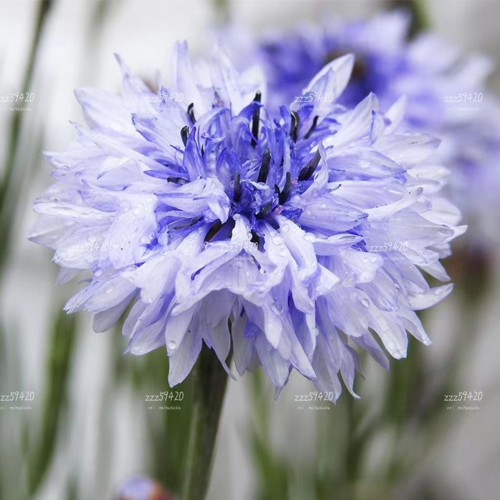 （丘比特愛神之箭）藍矢車菊種子荔枝菊藍芙蓉花藍箭菊種子丘比特愛神之箭玻璃菊多年生花籽幹切花陽台盆栽春秋播