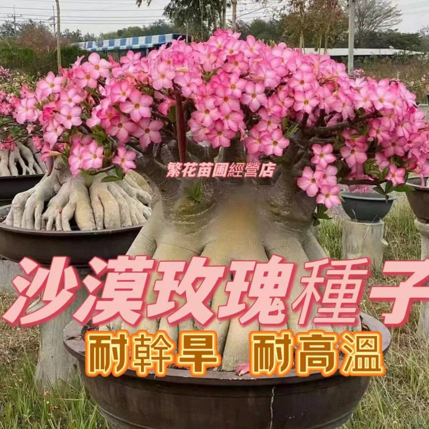 💥💥蝦皮熱銷【沙漠玫瑰種子】 貴花卉種子 可愛胖墩墩花 四季易種活  稀有品種 沙漠玫瑰種籽  庭院盆栽植物種子 超低價