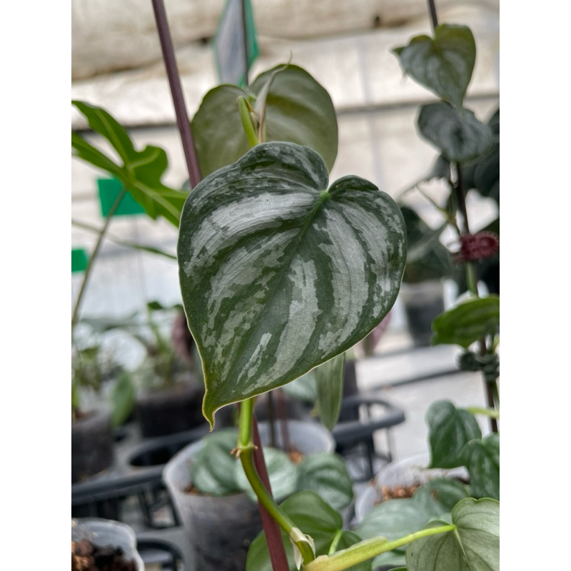 Philodendron brandtianum 白蘭地蔓綠絨