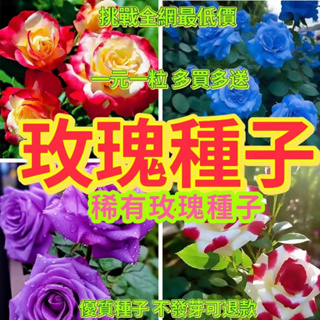 🔥✨蝦皮熱銷【開發票】收據【多款玫瑰花種子】香水玫瑰花種子 藍色妖姬玫瑰 七彩玫瑰觀賞花卉種子帝王玫瑰/月季玫瑰