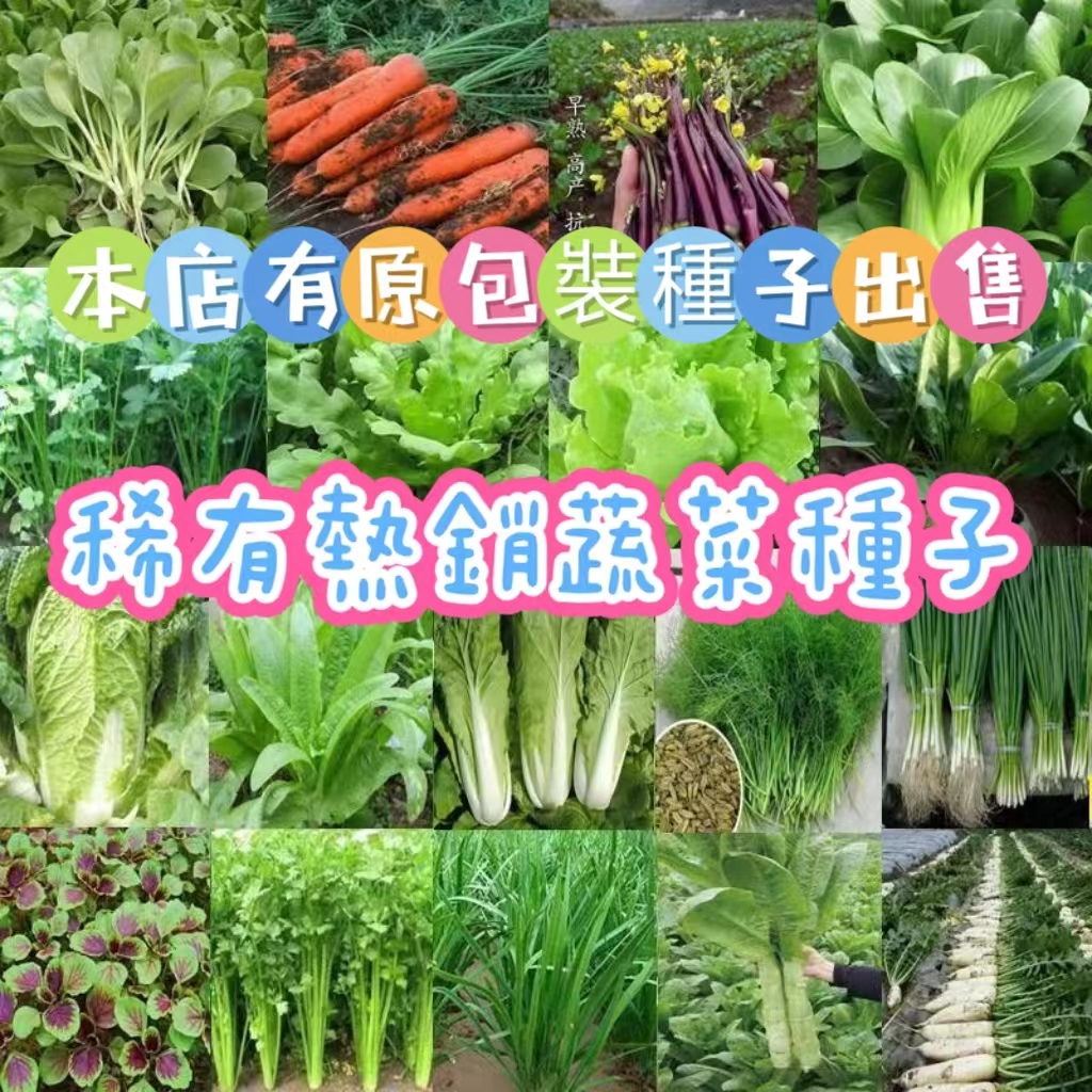 🔥🔥正品對版 開發票收據【15款蔬菜種子】蔬菜種子 短期 快菜 葉菜 小白菜 空心菜芫荽香菜 櫻桃蘿蔔 九層塔莧菜茼蒿