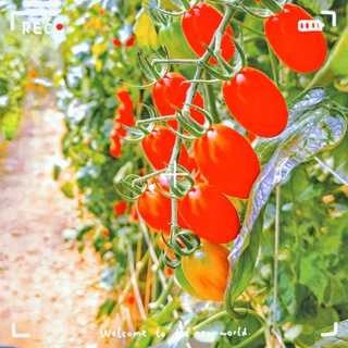 ［銘舜農園］溫室有機玉女小番茄