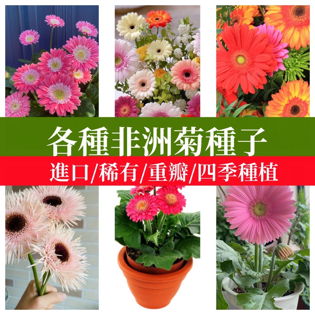 🌼重瓣非洲菊種子萬壽菊種子 勛章菊種種植非洲太陽花花開不斷觀賞花卉扶郎花室內外盆栽四季庭院陽台種植