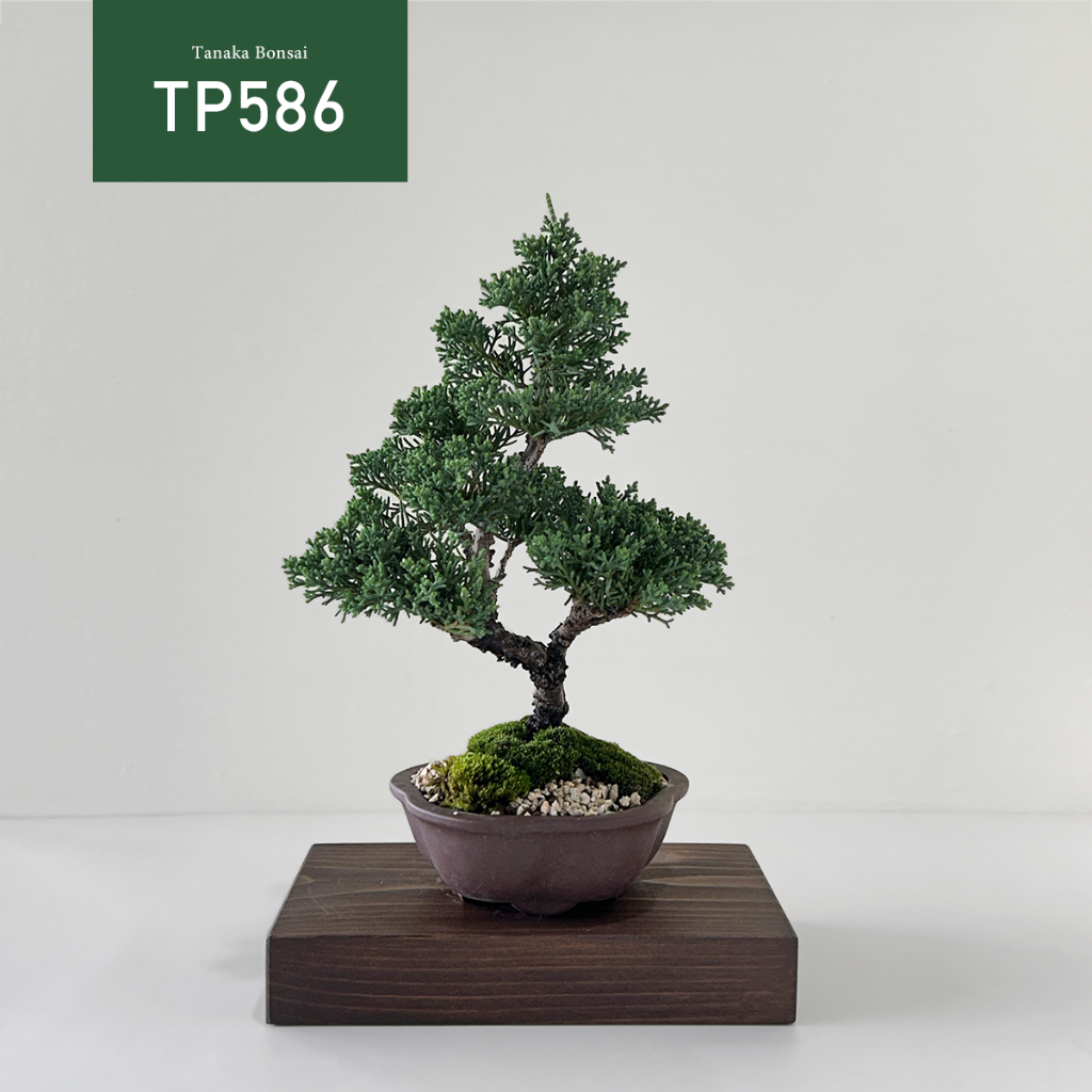 【Tanaka Bonsai】TP586 紀州真柏/鐵柏盆景(不含木墊片）｜松柏盆栽