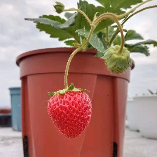 «草莓苗🍓» 甜蜜的酒窩 あまえくぼ 日系草莓苗