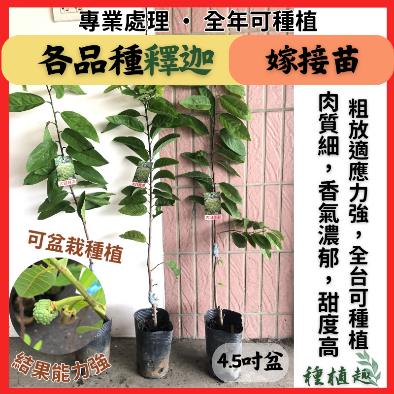 ［種植趣］新品種 台東釋迦 嫁接苗 大果品種 巨大果實 大旺釋迦 鳳梨釋迦 榴槤釋迦 大目釋迦 果樹 苗 釋迦苗