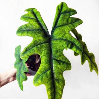 傑克琳觀音蓮（Alocasia Jacklyn / Alocasia Sulawesi Sp）天南星科 雨林 綠植
