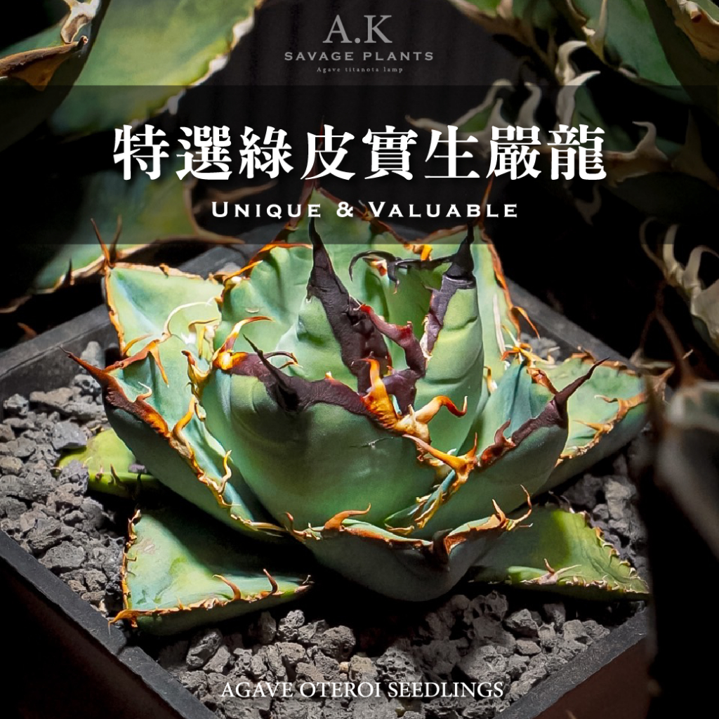 《A.K SAVAGE PLANTS》特選綠皮實生『一物一拍』龍舌蘭｜嚴龍｜紅貓｜花牌｜介質｜鐵架｜燈養｜植物燈｜塊根植