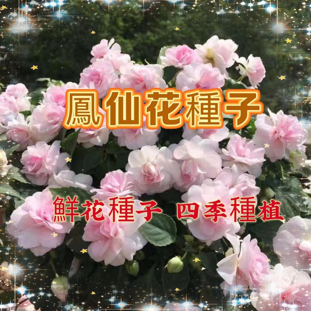 【買二送一】鳳仙花種子指甲花 易種 陽臺 四季盆栽 觀賞花卉種子