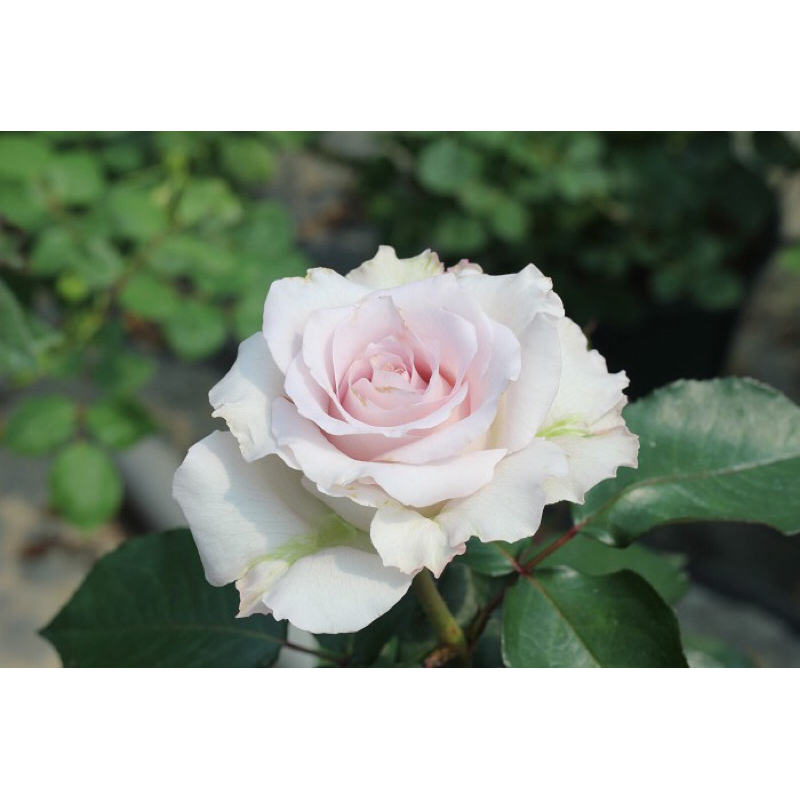玫瑰花🌹紫羅蘭芽變品種.北極星玫瑰花🌹使用玫瑰專用土