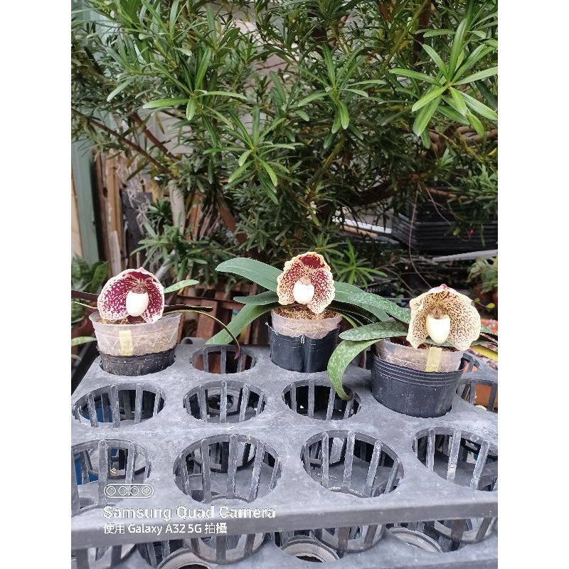 【字芫蘭園】原生種拖鞋蘭Paph.leucochilum短瓣仙履蘭 開花株