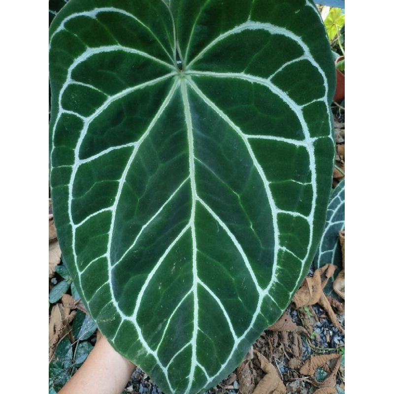 實生水晶火鶴/花燭/雨林植物/Anthurium