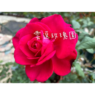 玫瑰花🌹超香大朵.Christian Dior迪奧玫瑰花🌹使用玫瑰專用土
