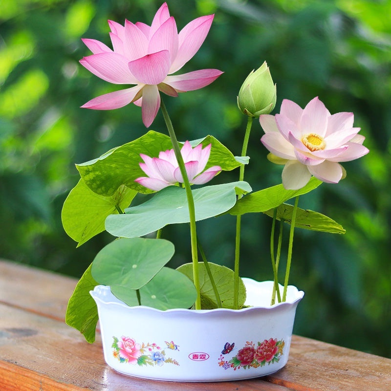 💥【優選碗蓮種子】荷花 蓮花種子 睡蓮種子全網最多品種荷花 四季播種 水生植物 花盆水耕植物 水培盆栽 桌面轉運盆栽