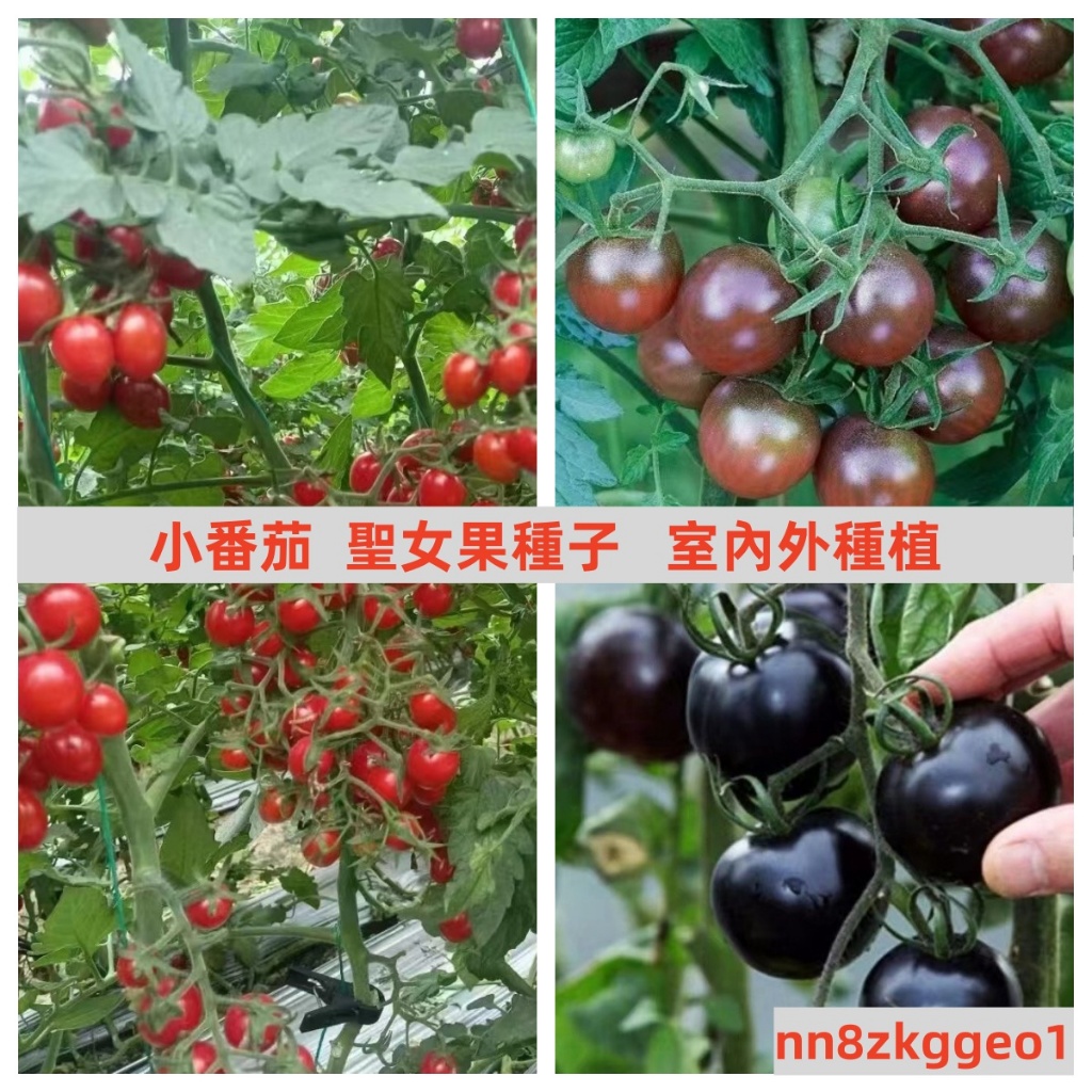 🔥【小番茄種子】 聖女果 (種子) 綠珍珠 (種子)櫻桃番茄(種子)小柿子(種子)