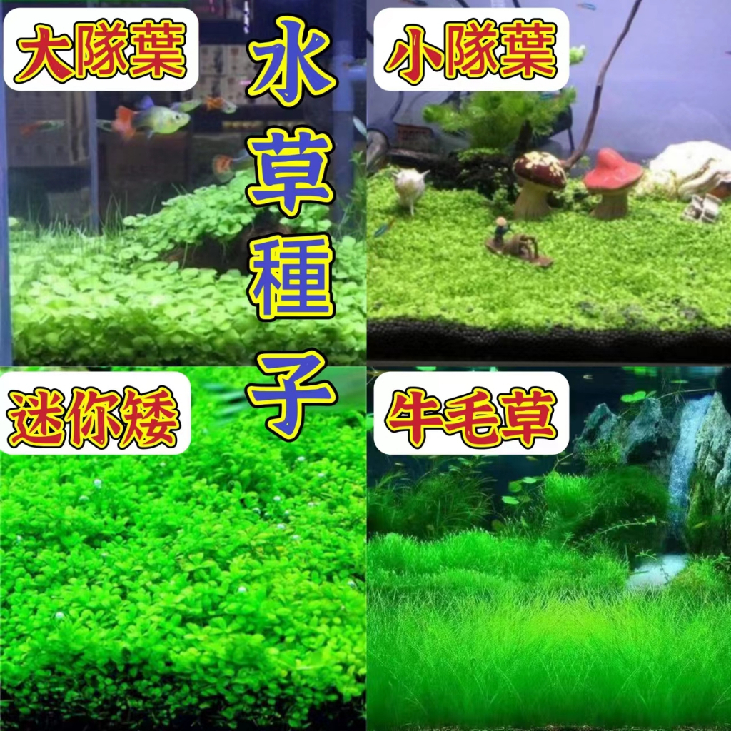 🔥✨蝦皮熱銷【開發票】收據一元一粒水草種子 魚缸裝飾 速成水草種子 迷你隊葉 牛毛草 魚缸造景植物種子 四季種植 3天發