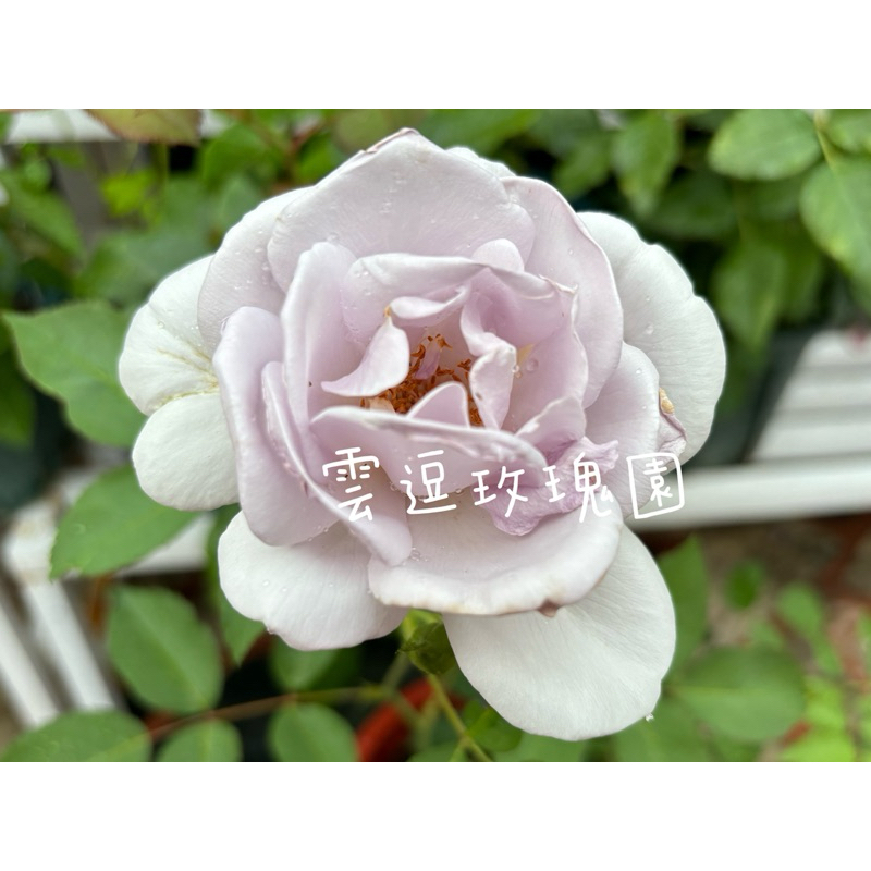 玫瑰花🌹日本河本.濃香.迷霧紫玫瑰花🌹使用玫瑰專用土
