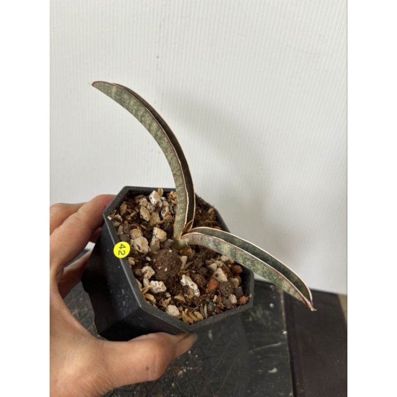 42 粉紅球棒 虎尾蘭