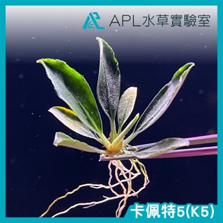 APL水草實驗室 - 卡佩特5 K5 超級稀有 辣椒榕 神秘草 水中葉