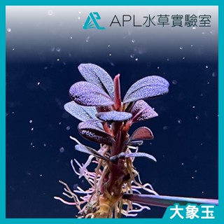 APL水草實驗室 - 大象玉 稀有 辣椒榕 神秘草 水中葉