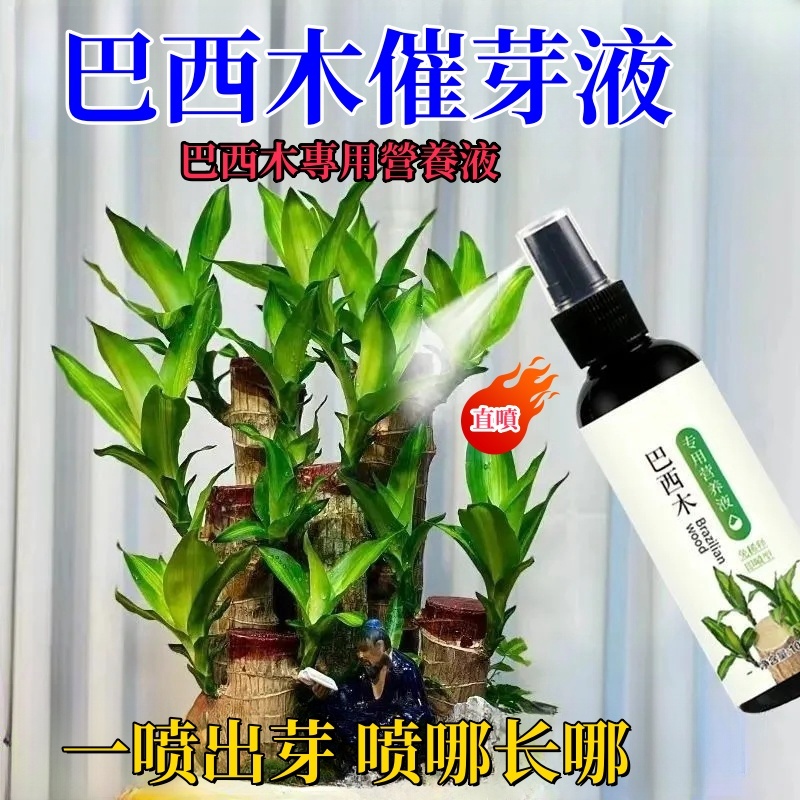 【買三發四】西木專用營養液 巴西木催芽劑 幸運木 水培 促苗爆芽 防黃葉 巴西木液體肥 巴西木營養液 園藝栽培