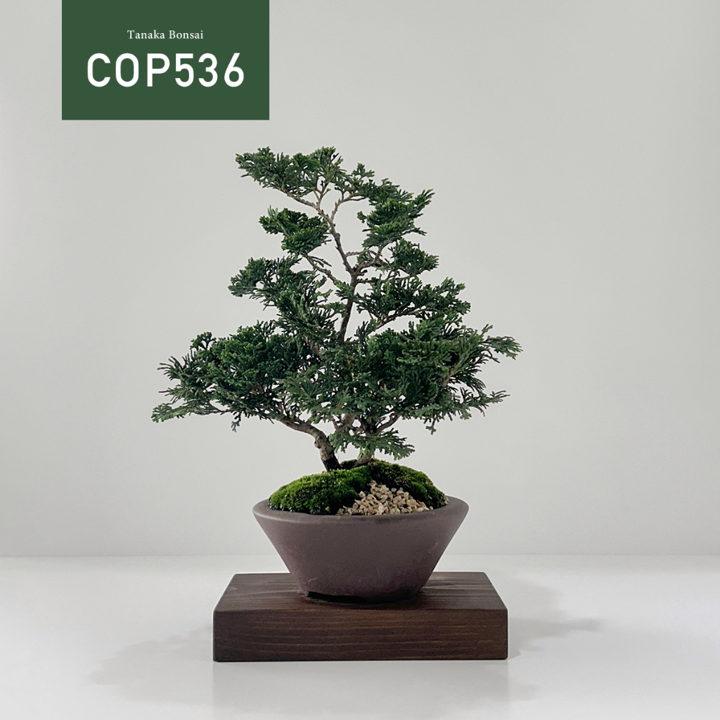 【Tanaka Bonsai】COP536 日本青檜盆景（不含木墊片）｜松柏盆栽