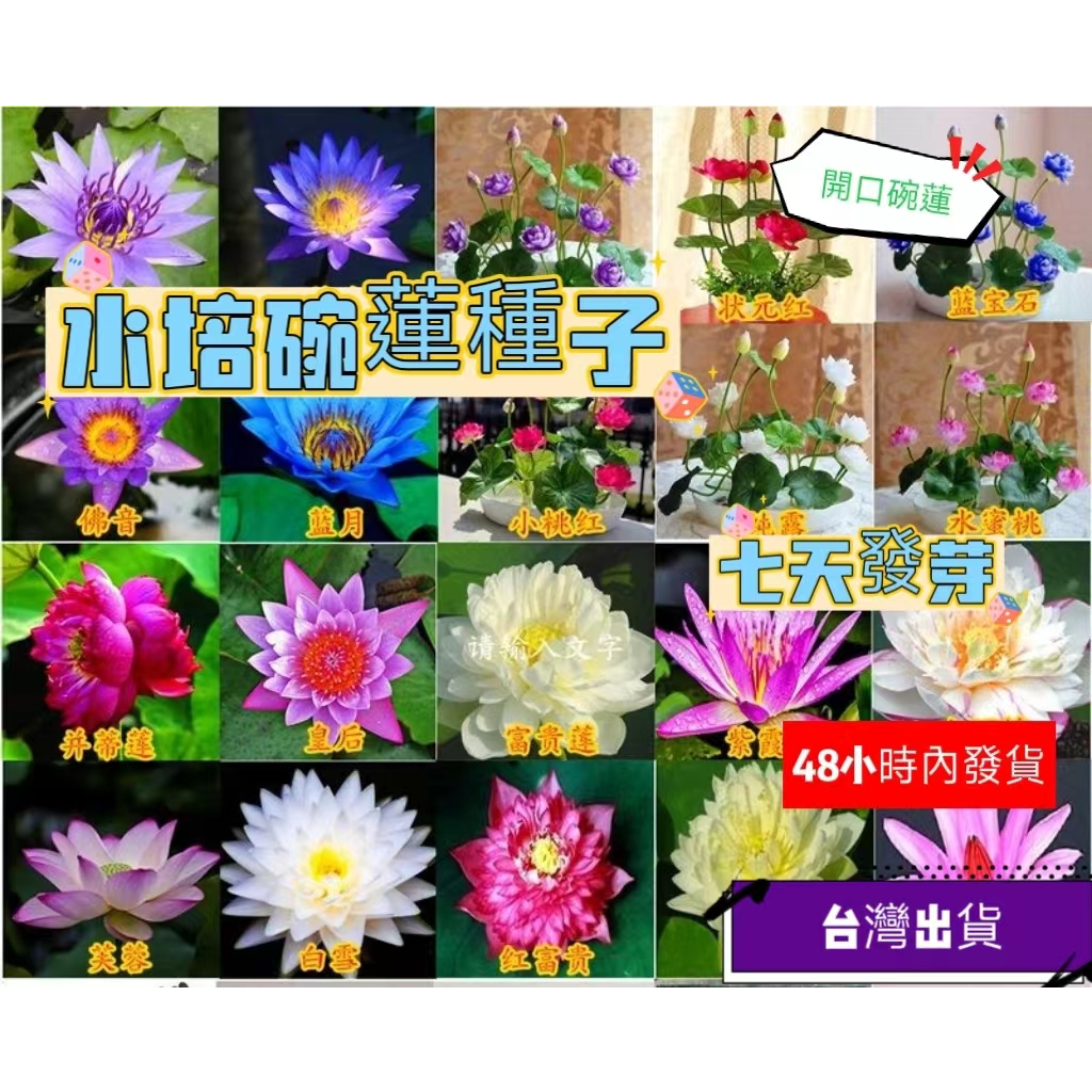 🔥🔥正品對版 【睡蓮種子】碗蓮種子 七天發芽 蓮花 蓮子包開花迷你睡蓮根塊 遇水就活 荷花種藕苗 庭院水耕觀賞花卉