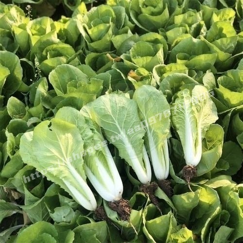 ✿大白菜種子✿一份500粒✿ 4個品種 奶油小白菜 火鳳凰白菜種子 庭院蔬菜 四季種植 一個月左右長成