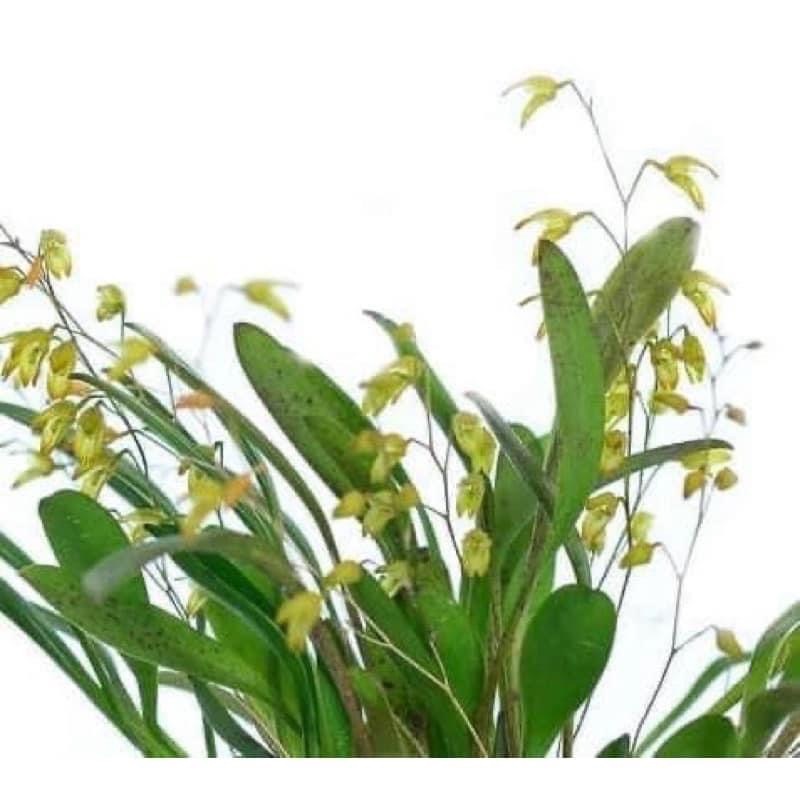 噢葉design "Specklinia grobyi(南美進口)" 蘭花、塊根植物、圓葉花燭、蔓綠絨、鹿角蕨