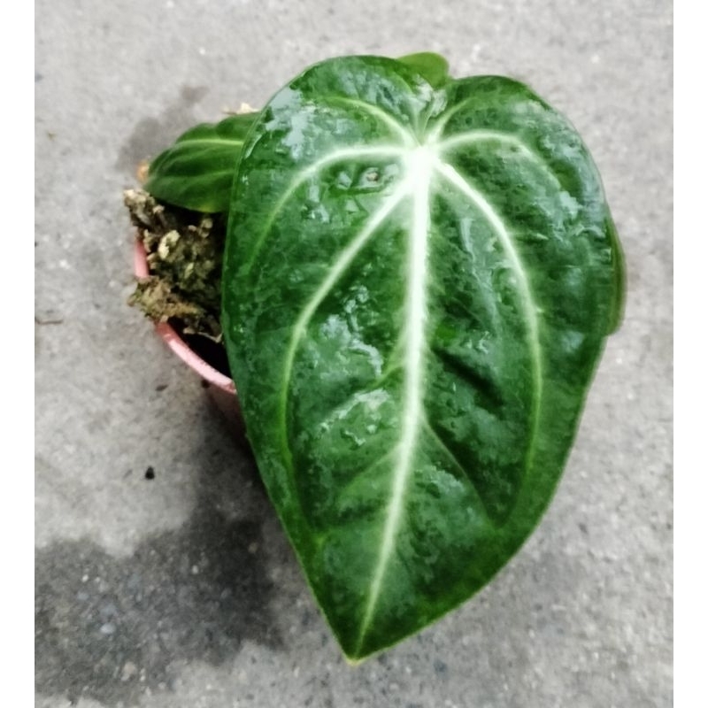 青蘋果火鶴 Anthurium villenaorum