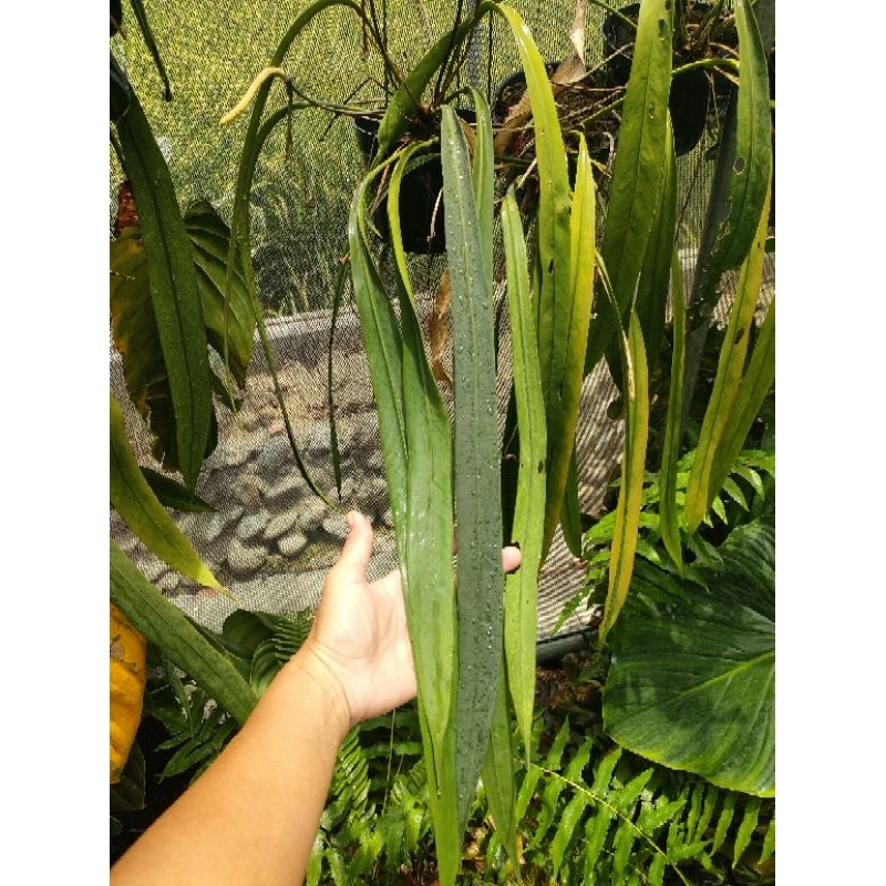 飄帶火鶴Anthurium vittariifolium /雨林植物