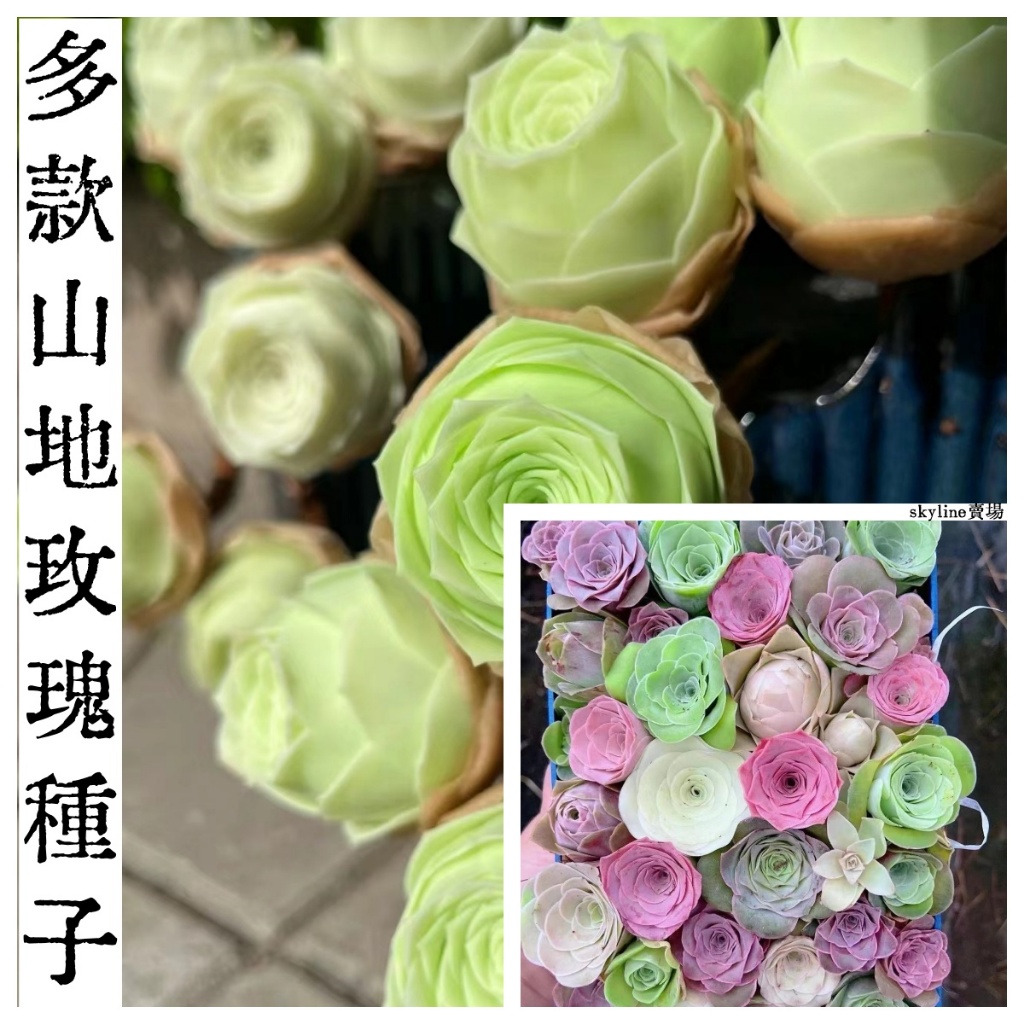 🌱（稀有多肉山地玫瑰種子） 酒杯玫瑰 開花機器 多肉植卉種子四季播種山地多肉