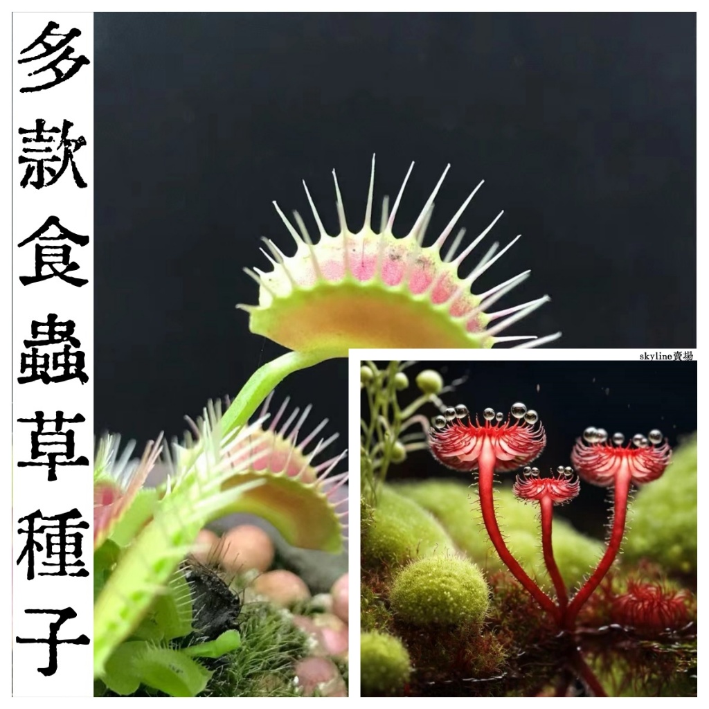 🌱（食蟲草種子豬籠草種子）捕蠅草種子 食蟲草花卉 食蟲驅蚊 四季種植 大型豬籠草#食人花 陽台庭院盆栽驅蟲