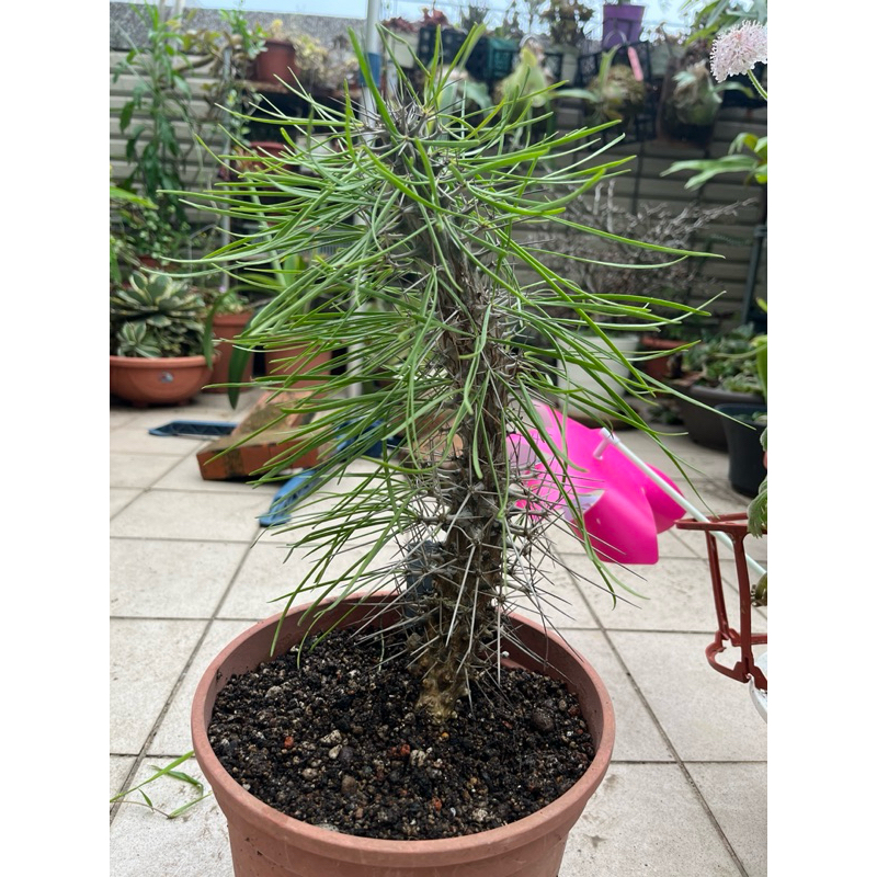 馬達加斯加龍樹~Didierea madagascariensis(穩根，高30cm+，裸根寄)