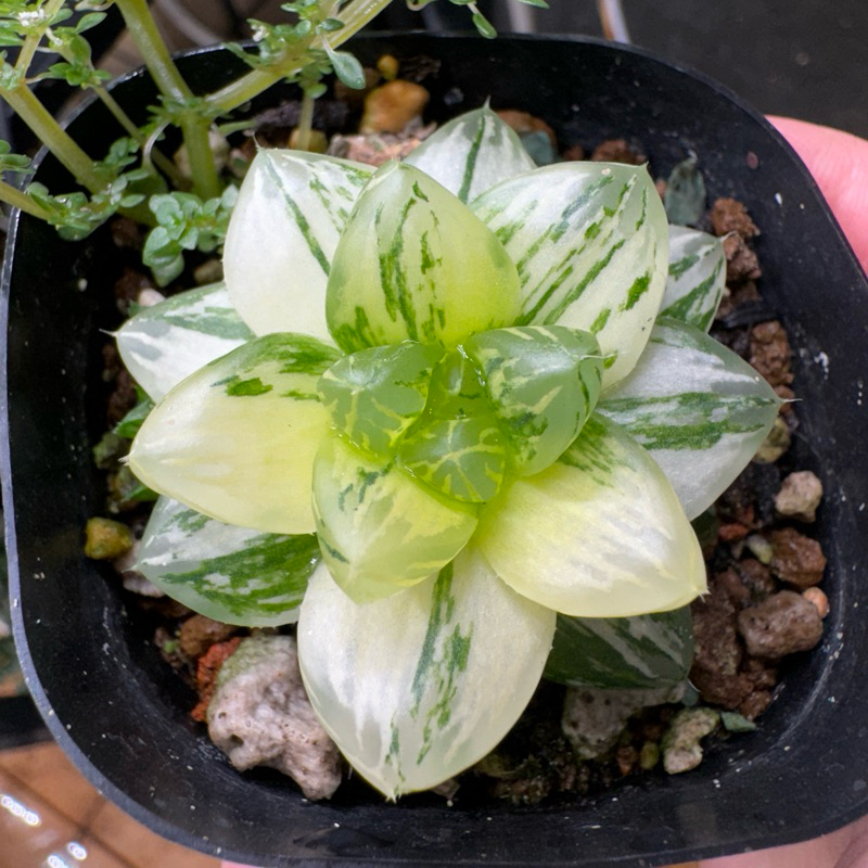 肉部屋 玉露錦 百合 阿福花 多肉植株 haworthia obtusa cooperi