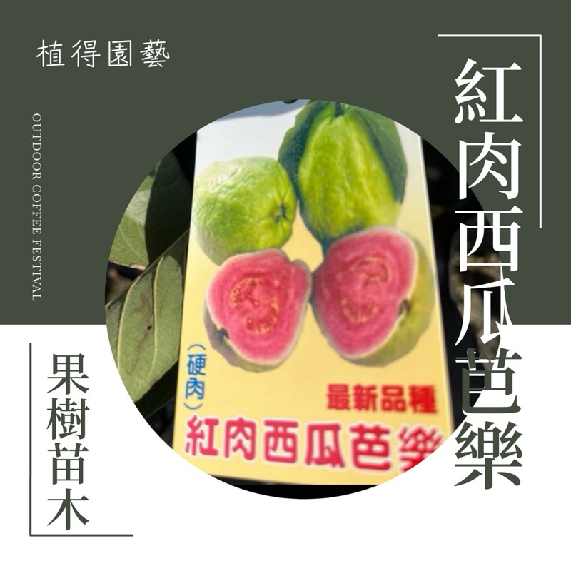 植得｜新品種✨紅肉西瓜芭樂｜果樹苗木