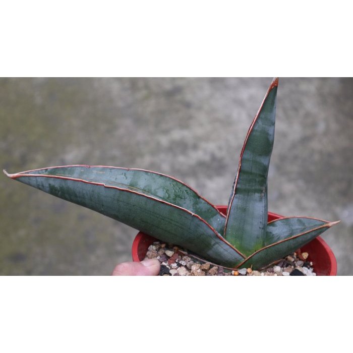 香蕉／虎尾蘭／植株寬約26cm／一物一拍／四~五吋盆 ~~史東